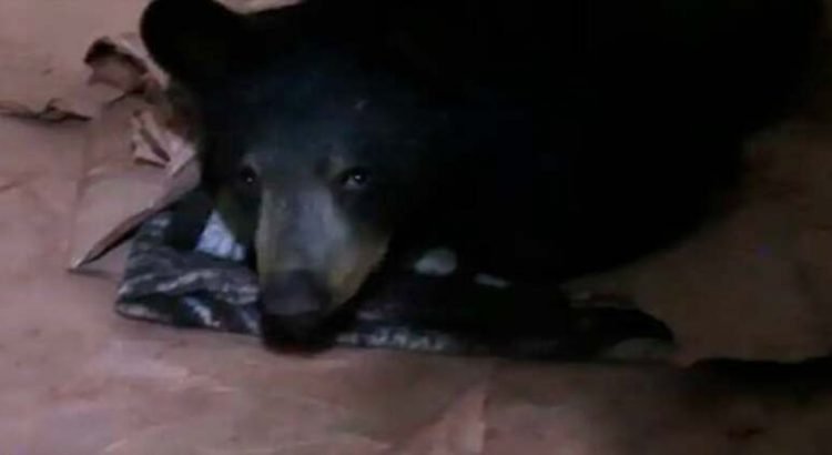 Oso-baleado-en-Nuevo-Leon-sigue-grave-1-750x410