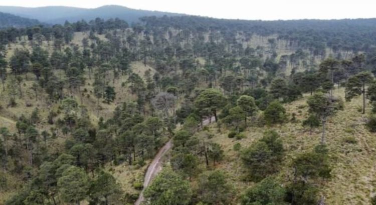 Acusan-destruccion-de-zonas-boscosas-en-municipios-de-la-zona-oriente-del-Valle-de-Mexico-PORTADA-750x410