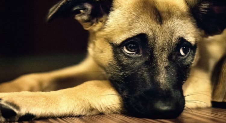Detienen-a-sujeto-que-disparo-contra-perrito-750x410