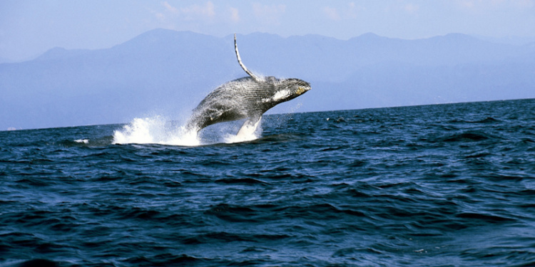 En-Puerto-Vallarta-inicia-la-temporada-de-avistamiento-de-ballenas-jorobadas