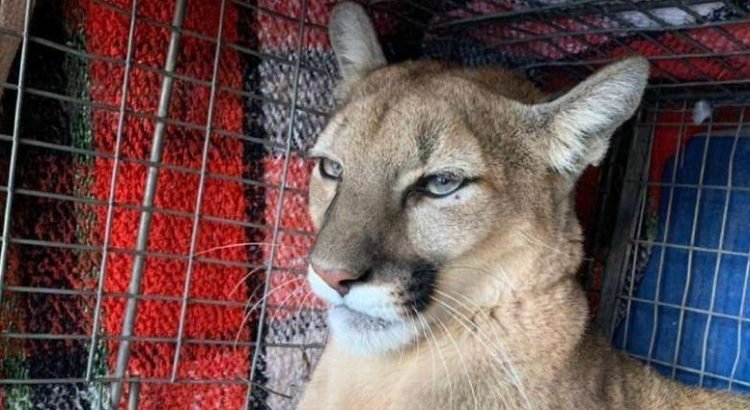Rescatan-a-puma-atropellado-en-carretera-750x410