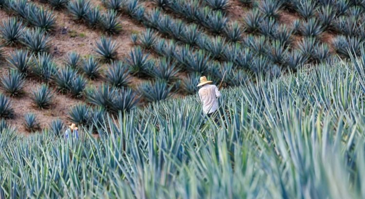 investigacion-precio-del-agave-1_eud-1-750x410