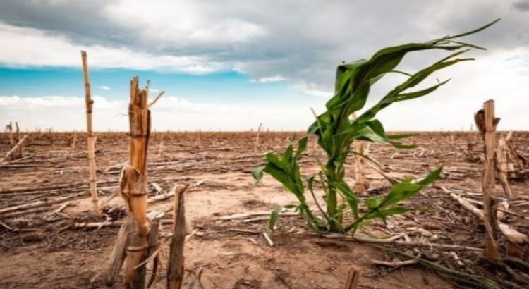 Alerta amarilla por 14 municipios en sequía severa