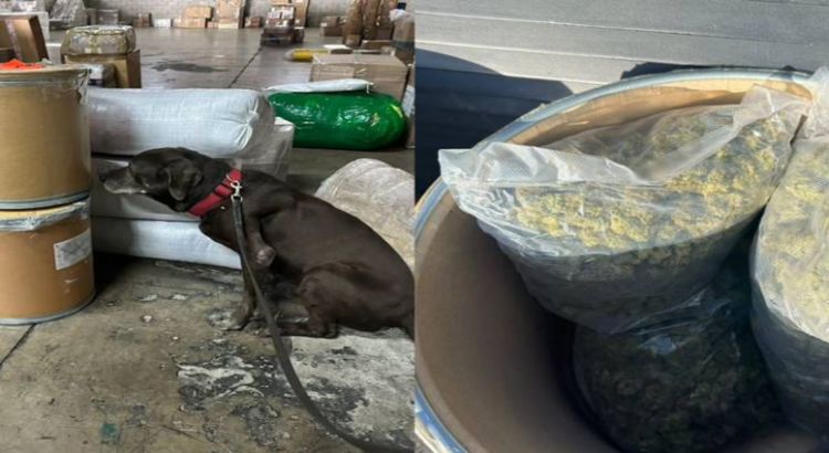 Aseguran cilindros con marihuana enviados por paquetería desde Jalisco