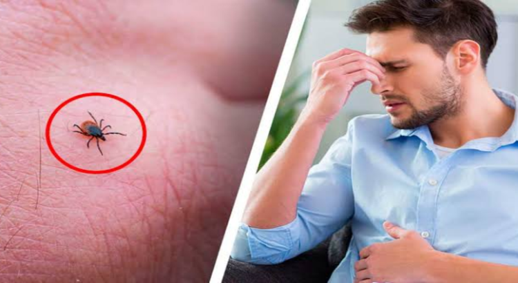 Nuevo León acumula 6 muertes por rickettsiosis o picadura de garrapata