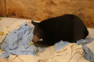 Osezno se recupera en Pachuca luego de ser baleado en Monterrey