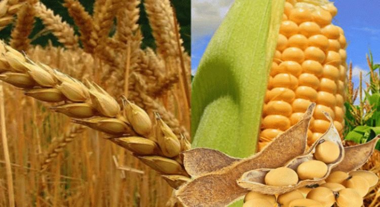 Sinaloa presenta crisis por falta de precio establecido para el maíz y el trigo