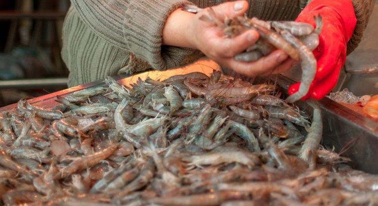 Establecen veda de camarón en Quintana Roo