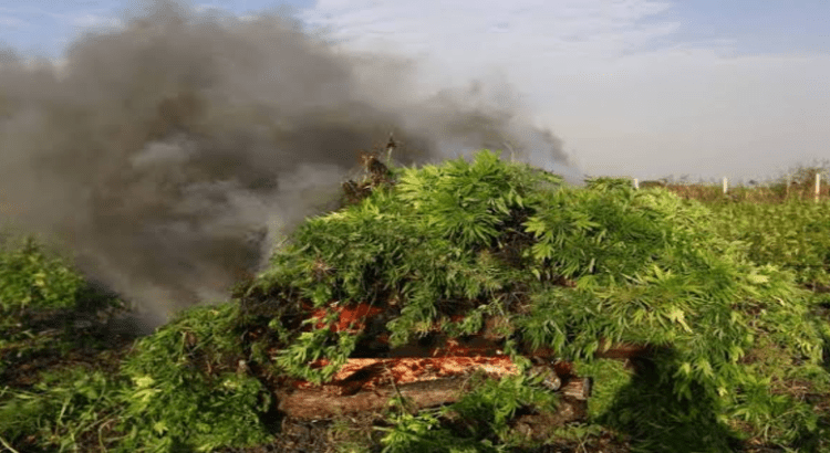 Queman sembradío con casi 100 mil plantas de mariguana en Poncitlán, Jalisco
