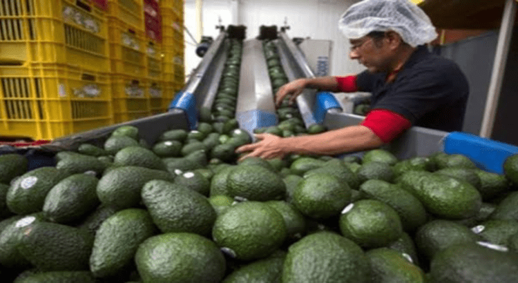 Refuerza Jalisco envíos a aguacate a Estados Unidos