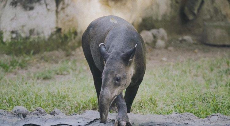 Crearán en Yucatán Santuario del tapir