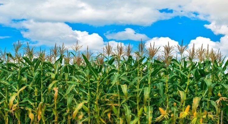 Desarrollan en la UAA método de fertilización