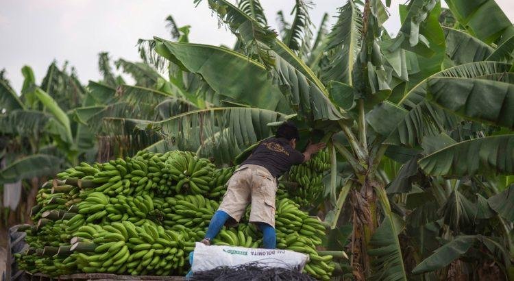 Ocupa Veracruz el tercer lugar en producción de plátano a nivel nacional