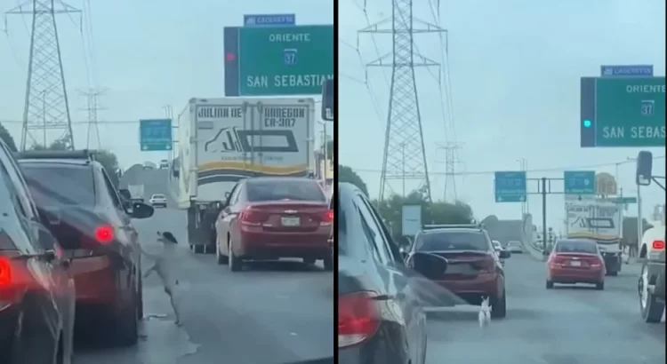 Perrito abandonado corre tras auto en Monterrey