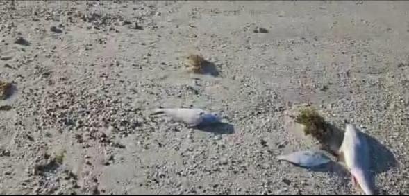 Retiran toneladas de pescado en descomposición de playas de Puerto Peñasco