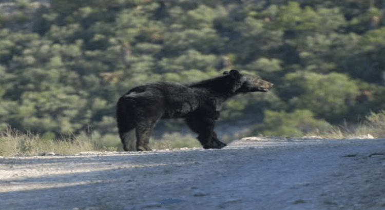 Capturan y trasladan a 100 osos negros que habitaban en los alrededores de Monterrey