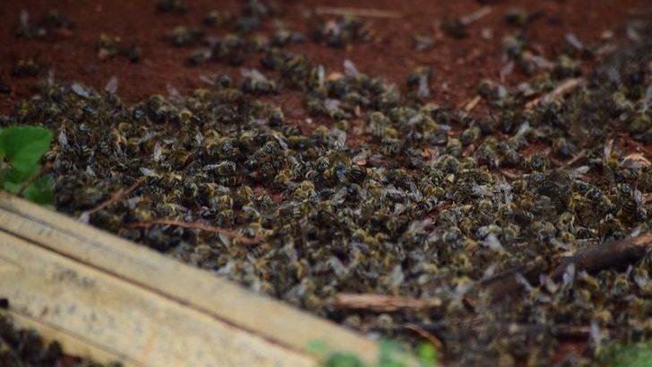 Juzgado de Campeche admite amparo a favor de abejas y apicultores