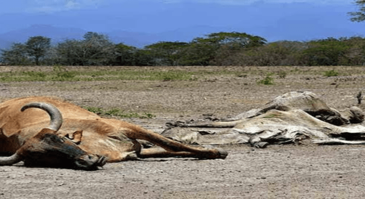 Muere ganado en Jalisco tras las altas temperaturas