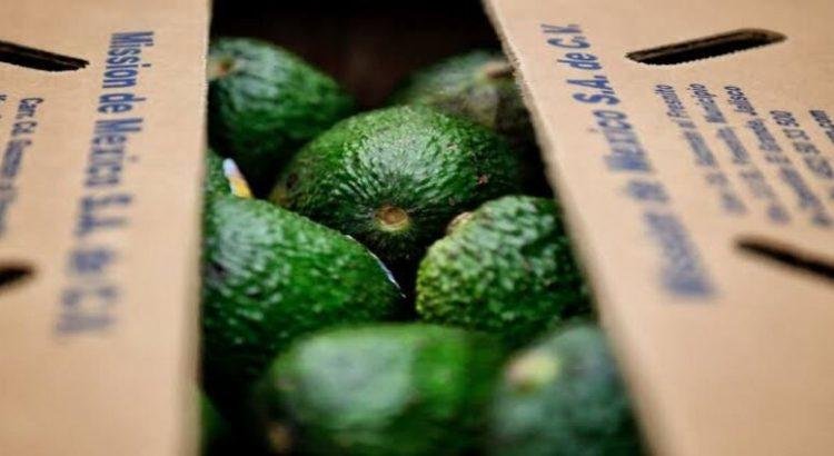 Aguacate de Jalisco podría llegar a China y Chile