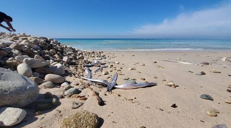 Continúa cerrada la playa contaminada en Puerto Vallarta