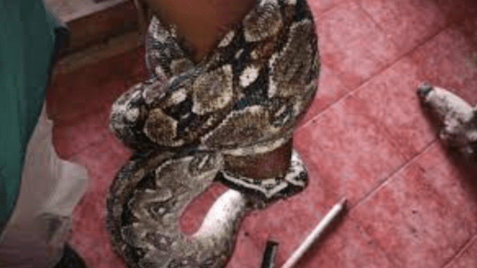 ¡Qué Susto! En Progreso, un hombre encuentra una boa de dos metros en su casa