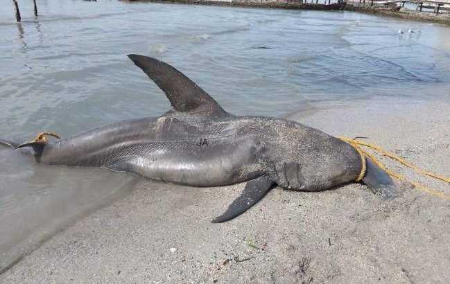 Pescadores capturan tiburón martillo de más de 100 kilos en la Sonda de Campeche