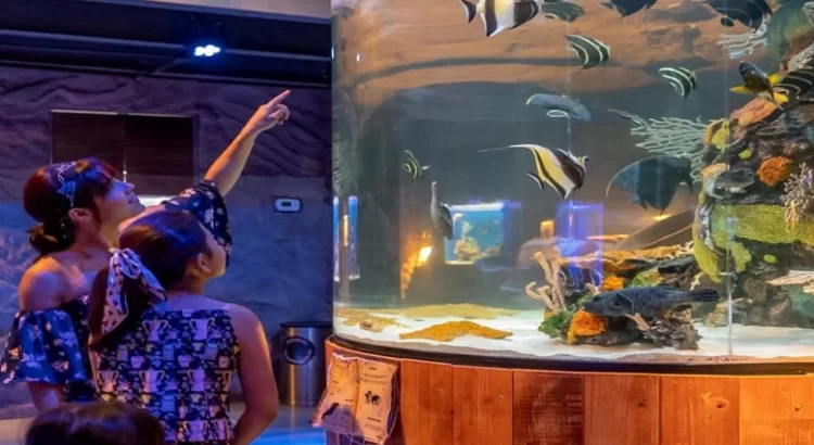 Anuncian llegada de enorme acuario a Monterrey