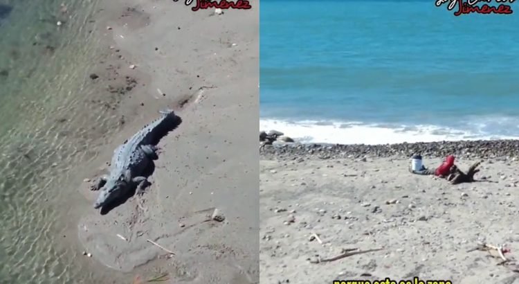 Aparición de cocodrilos en el malecón de Puerto Vallarta genera preocupación
