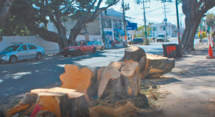 Ayuntamiento de Cuernavaca permitirá tala ilegal de un árbol