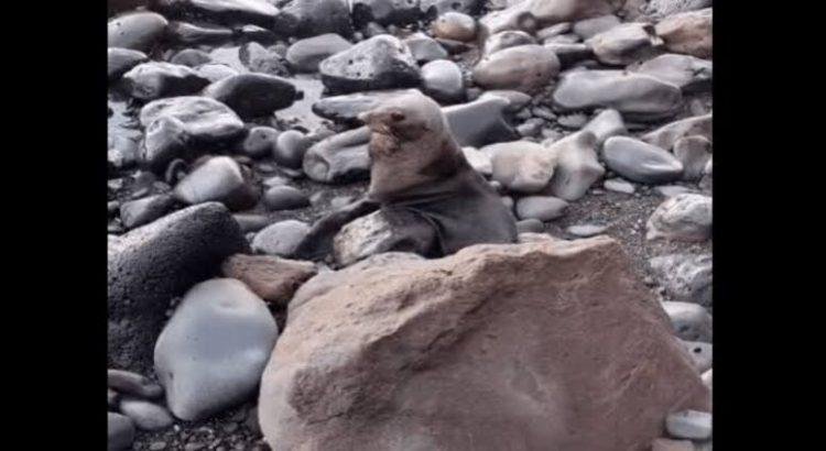 Falleció el lobo marino que llegó a playas de Nayarit