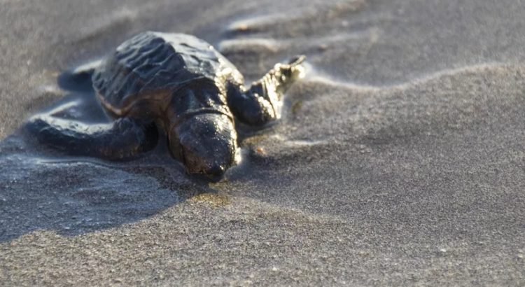 Los recales de tortugas en Cancún fueron constantes durante 2023