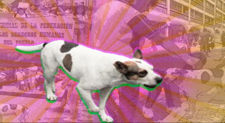 “Chiquinquiro” el perro reportero de Cuernavaca
