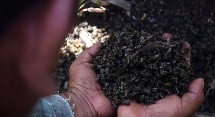 cada-ano-en-zona-maya-hay-muerte-masiva-de-abejas-65df88b0a87d4