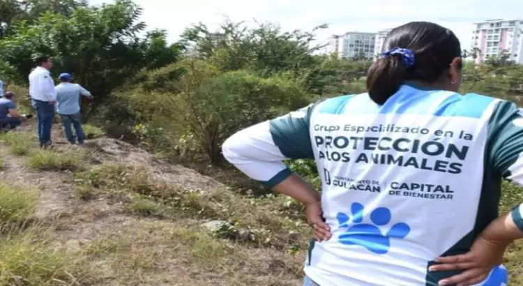 crean-el-grupo-sos-cocodrilo-en-culiacan-65df6d8c0dfd2