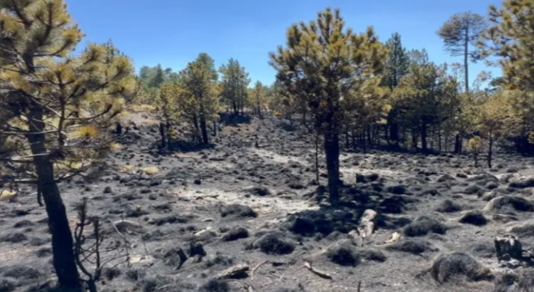 Más de 3,500 hectáreas han sido afectadas por incendios en lo que va de marzo Edomex