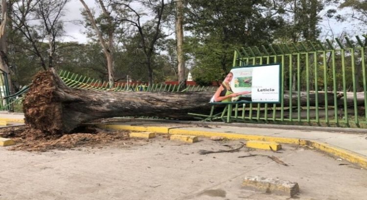 Reportaron caída de árboles, lonas y espectaculares por fuertes vientos en SLP