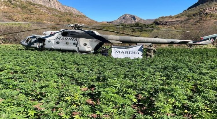 Marina localiza y destruyen cinco plantíos de mariguana en Sinaloa