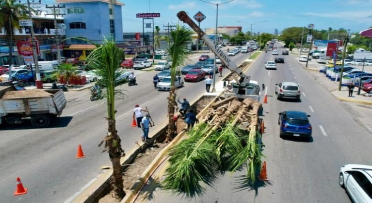 Plantarán 200 palmas cocoteras en camellones