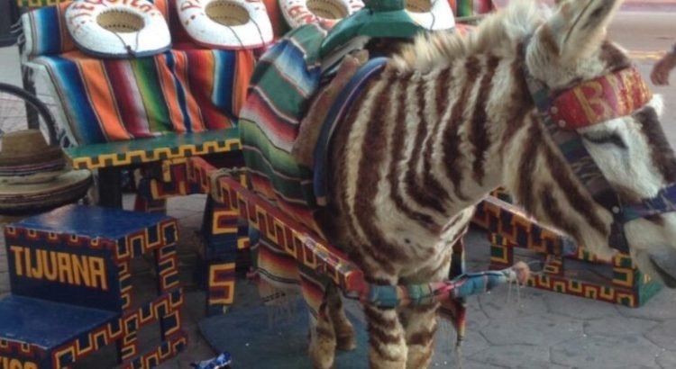 Exigen se sancione el uso de los “burro-cebra”