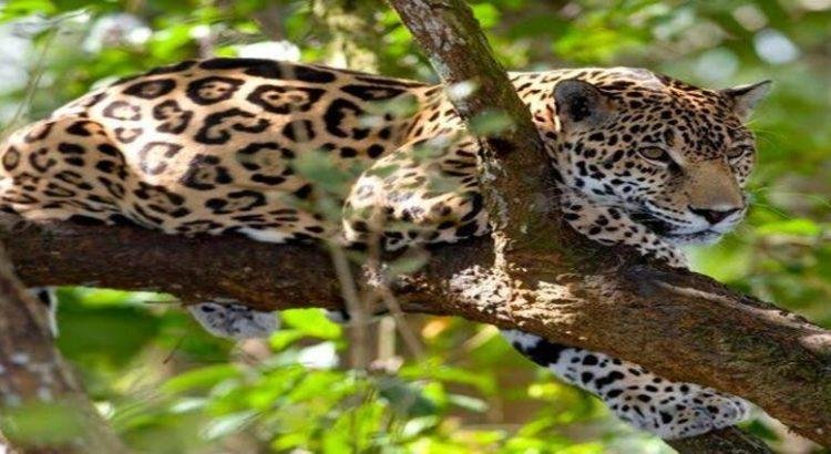 Nayarit es hogar de las seis especies de felinos silvestres en México