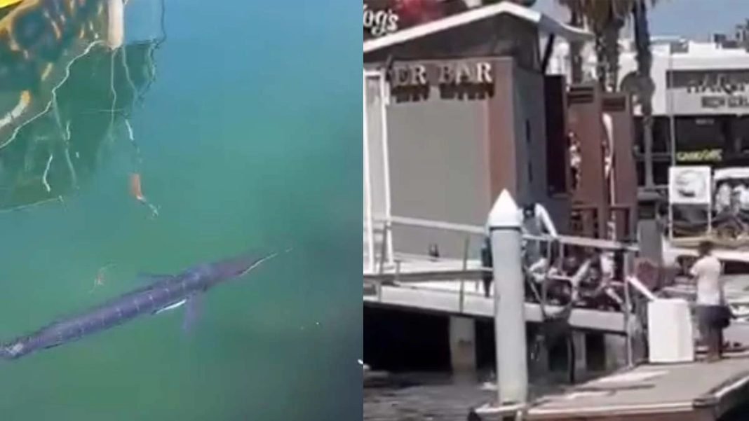 A «mano limpia» capturan un marlin en la marina de Cabo San Lucas