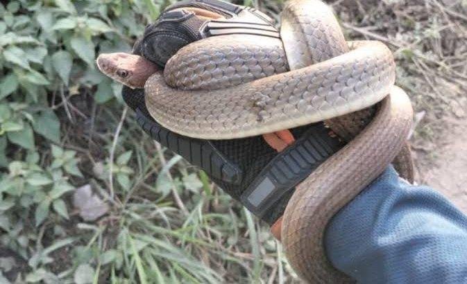 Bomberos de Nayarit rescatan y reubican a víbora en vivienda de Tepic