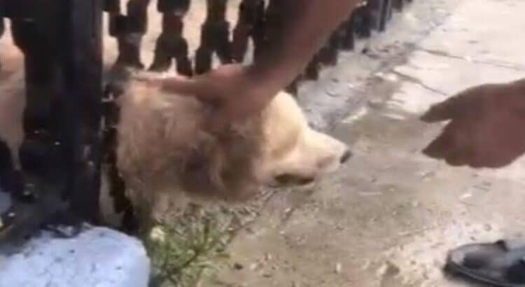 Perro atrapado en barandal es rescatado en Monterrey