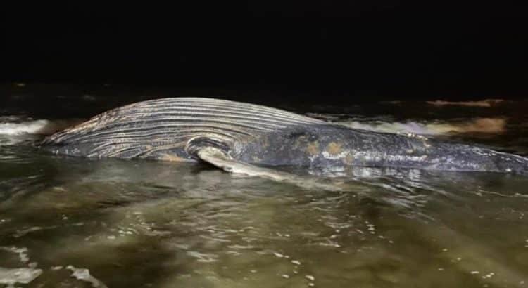 Sepultan a ballena que encalló muerta en costas de Mazatlán