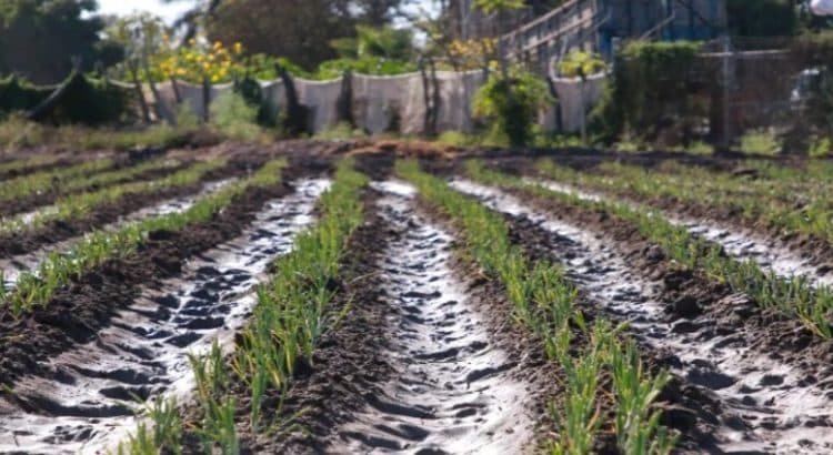 Heladas afectan cultivos en Sinaloa