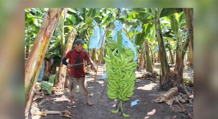 Agricultores en espera de centrales de abasto prometidas por la gobernadora de Colima