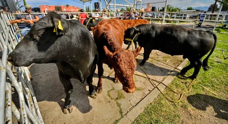 Está en peligro exportación de ganado por el gusano barrenador