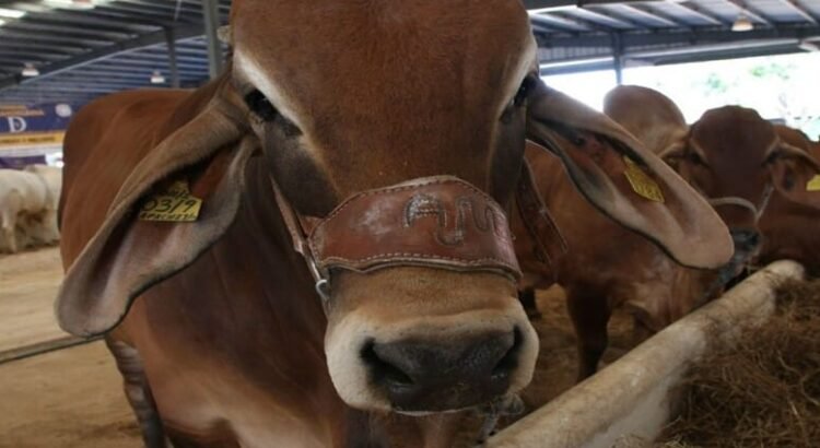 En el estado de Tamaulipas se considera libre del gusano barrenador