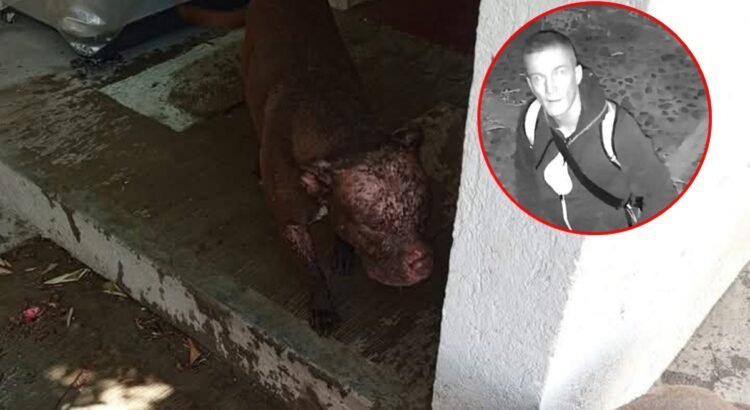Inician investigación por agresión con ácido a dos perros en Cuilápam de Guerrero, Oaxaca