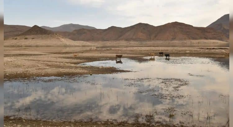 chihuahua-17-750x410